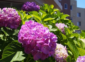 紫陽花が満開です！