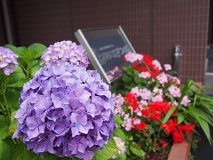 ６月は玄関であじさいが迎えています