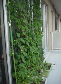 今年もグリーンカーテンに挑戦しています