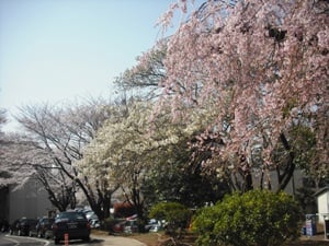 ３月１８日桜が咲きました