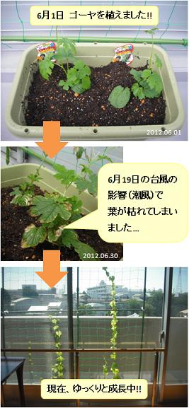 グリーンカーテンの成長