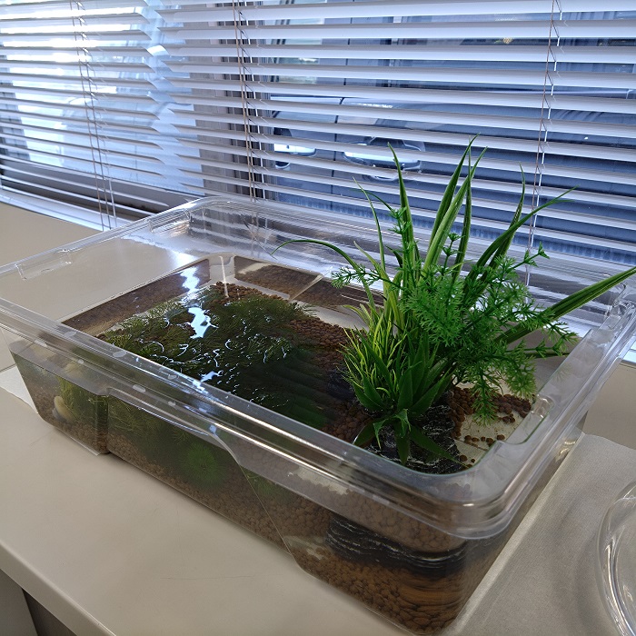 卵から孵った幼魚のお部屋です