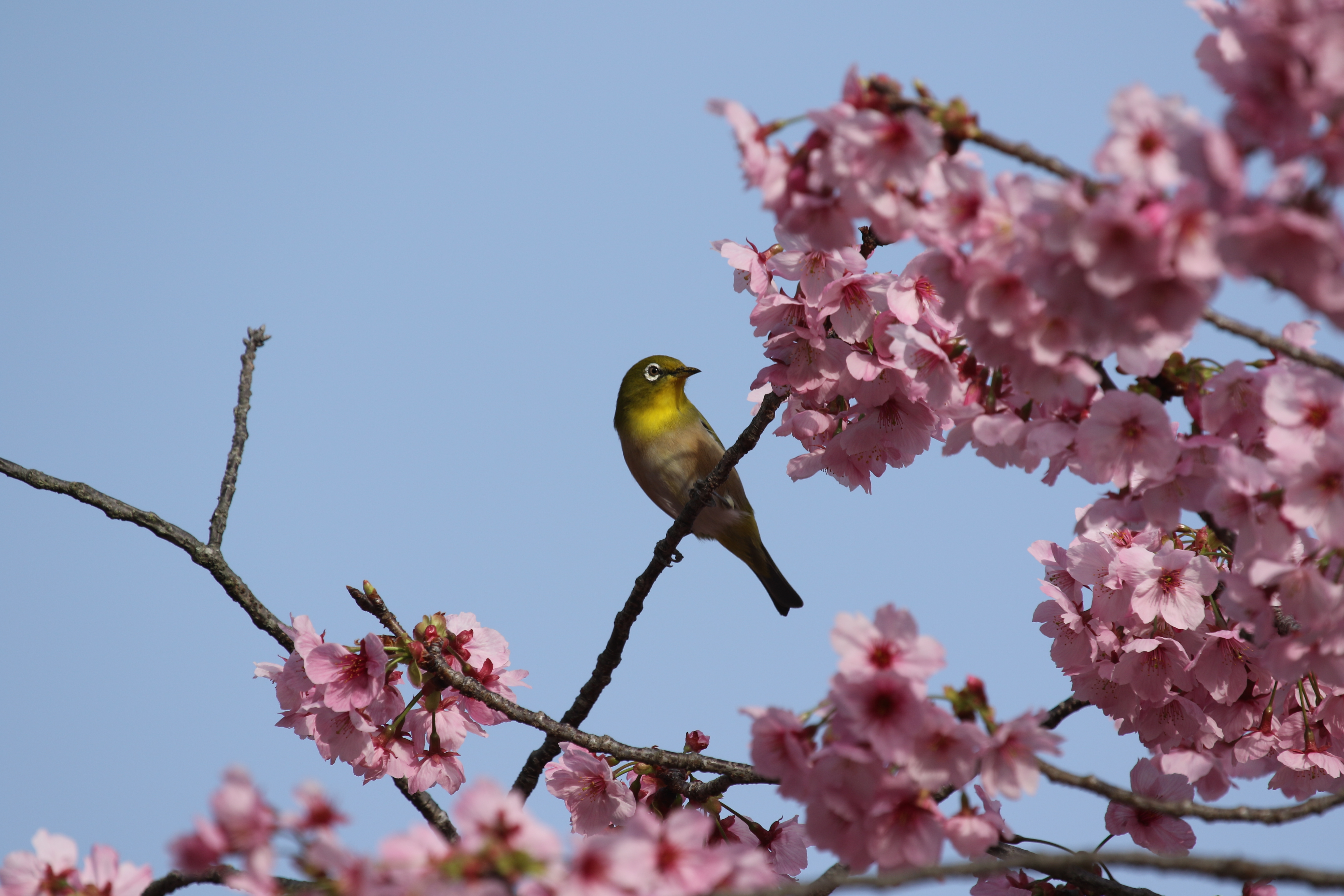春の陽気に誘われて、メジロも日光浴中です。
