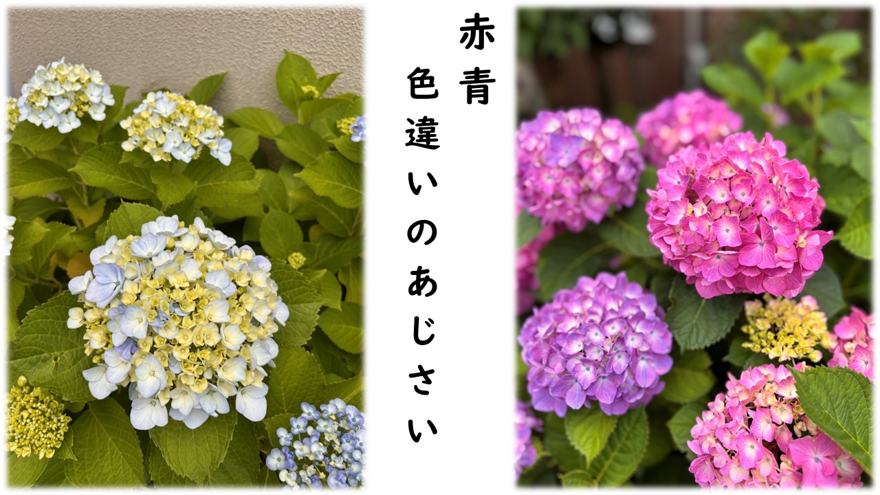 ホンあじさい　青と赤
