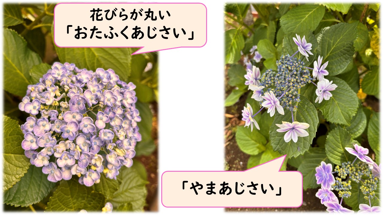 おたふくあじさい・やまあじさい