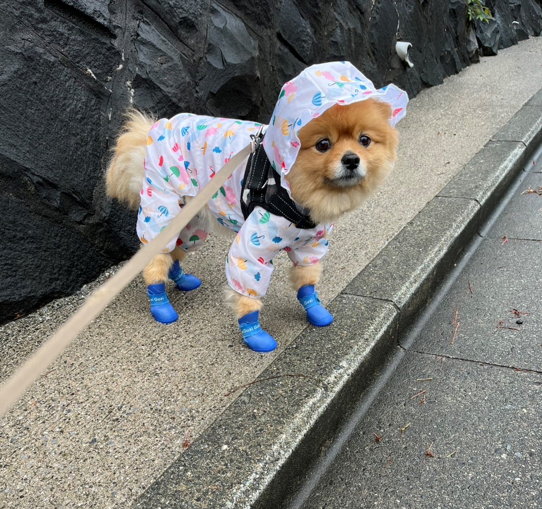 雨でも行きます！