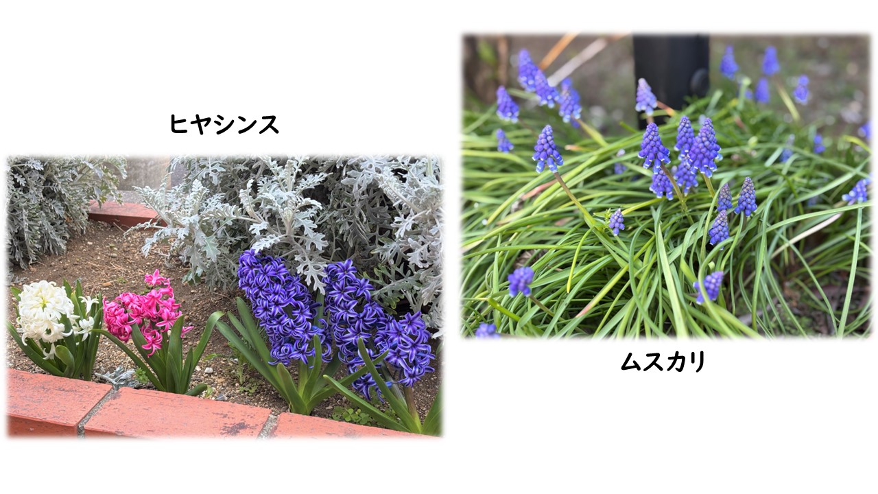 玄関前の花壇にも可愛らしいお花が咲き始めました
