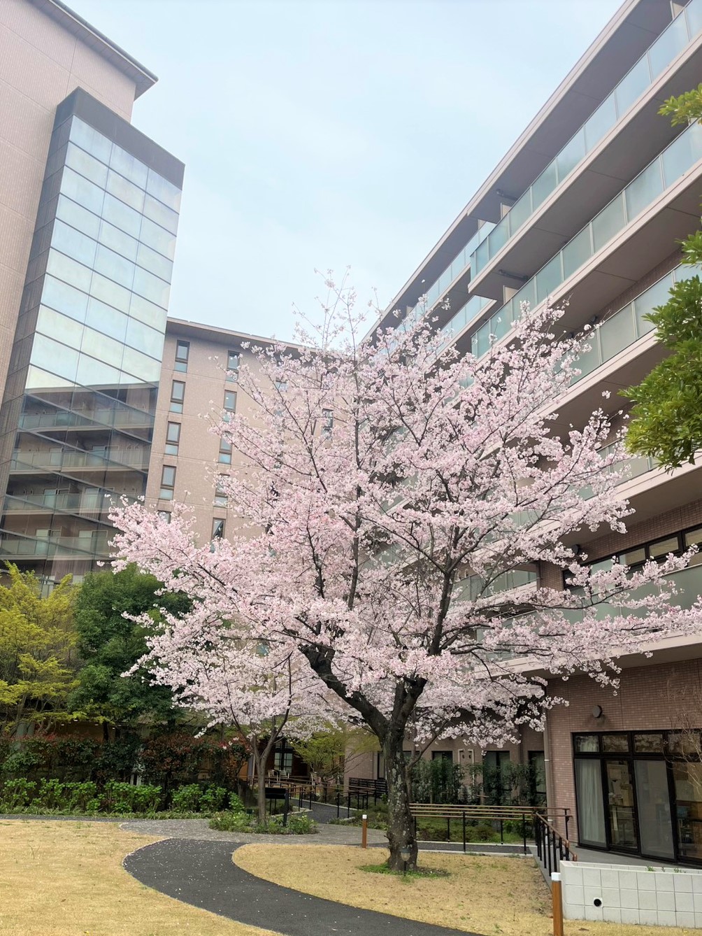 増築棟前の桜