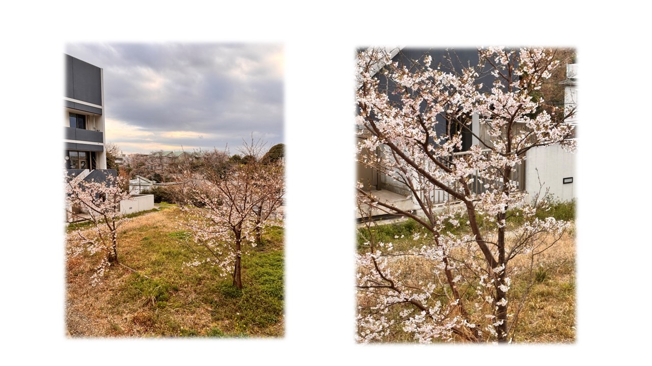 当日の桜は5分咲き程度、曇天が残念でした