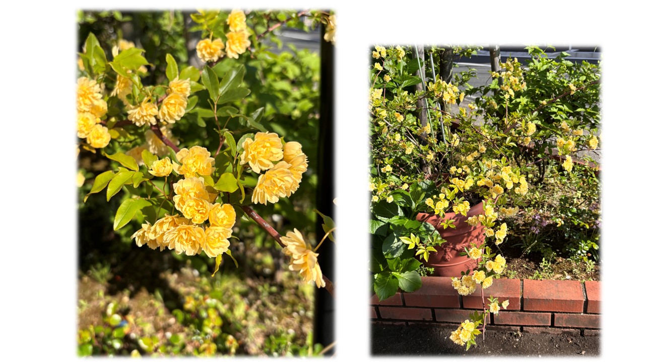 今、花壇で咲いている花
～モッコウバラ～