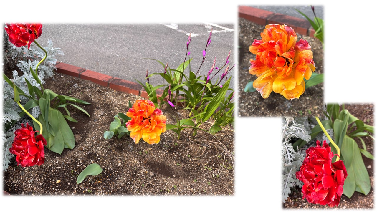 ～八重咲チューリップ～