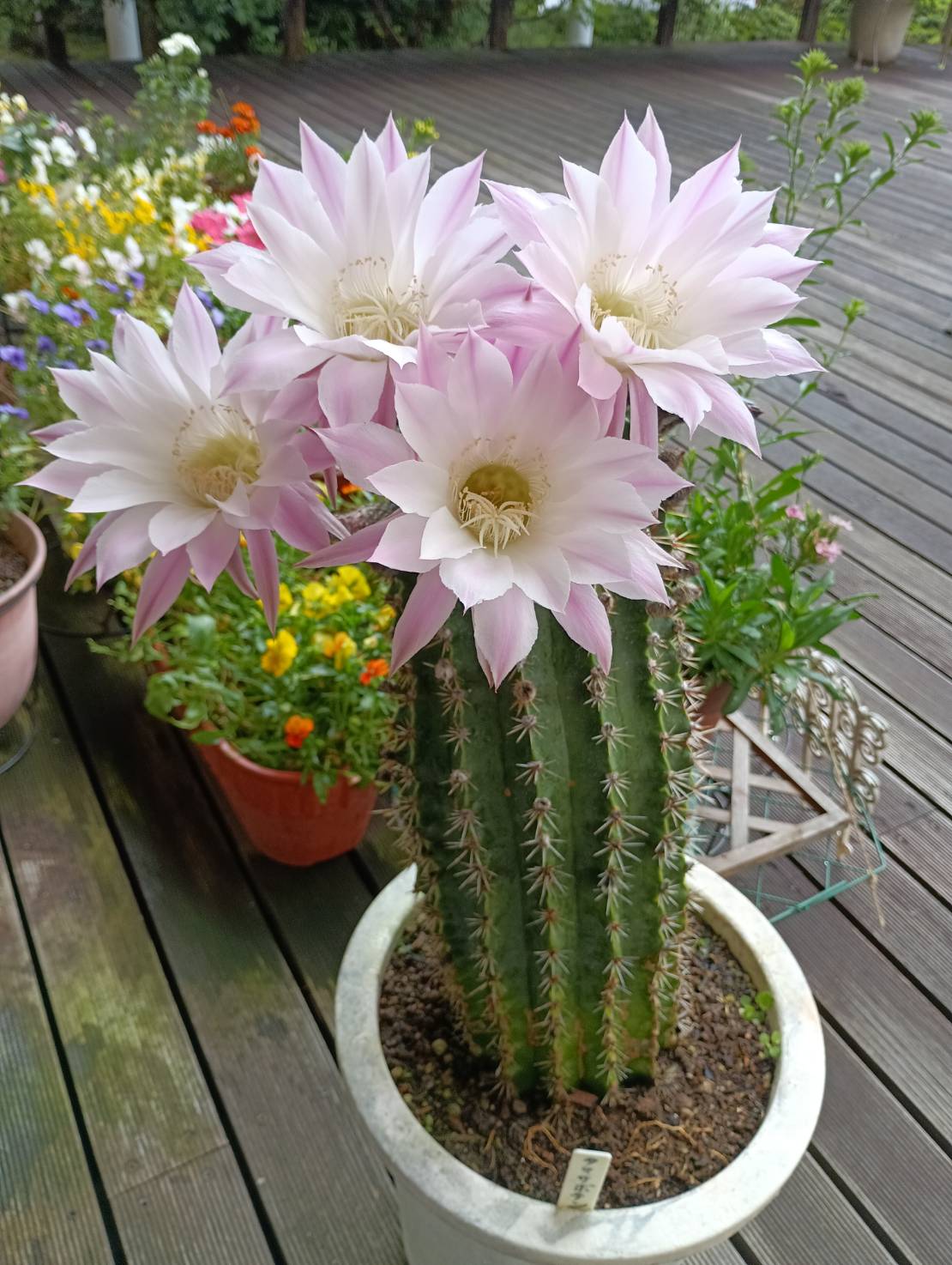 ウッドデッキで大輪のサボテンの花が満開です