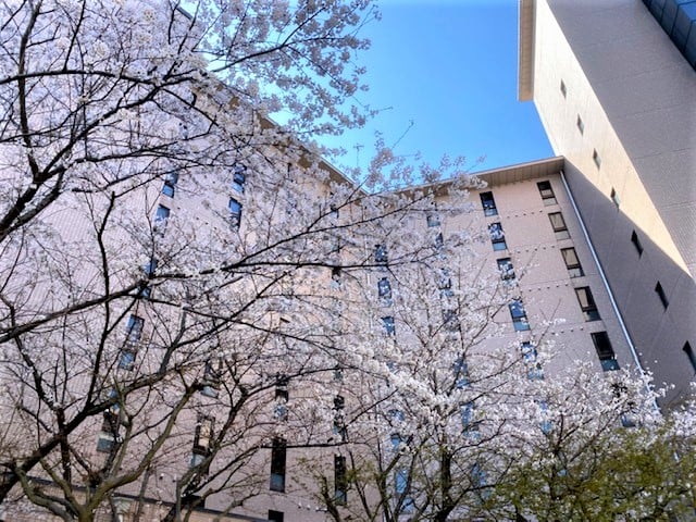 中庭①
