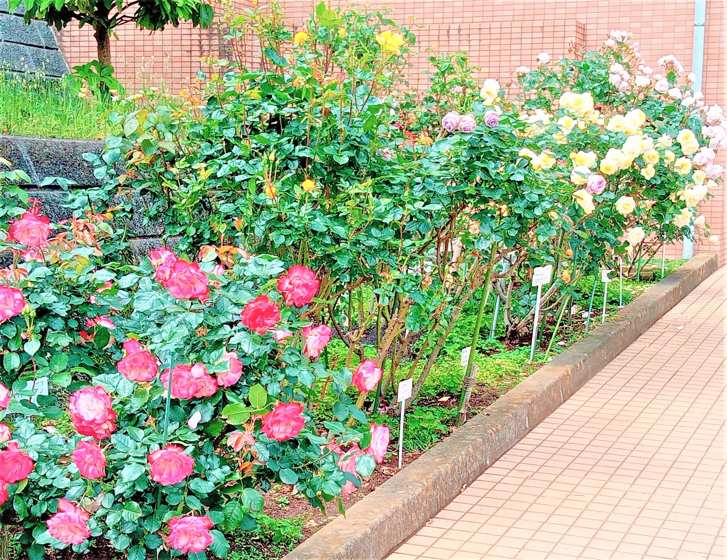 スタッフブログを更新しました！～今年も園内の薔薇たちは元気です～