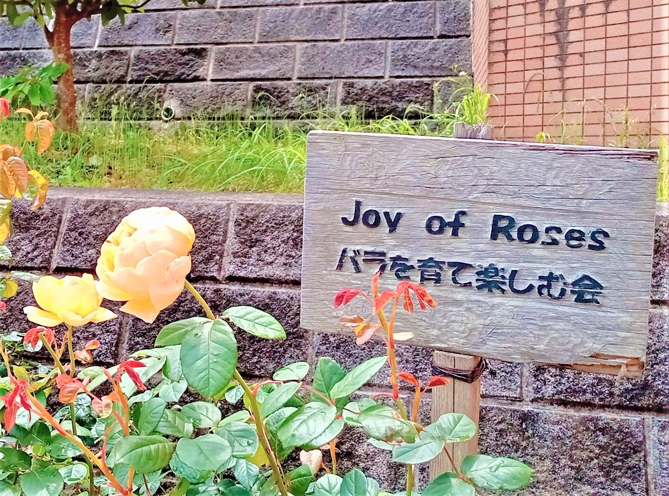 ～2022薔薇コレクション ＩＮ 油壺エデンの園～