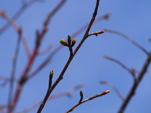 大島桜