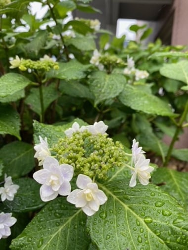 玄関先に紫陽花が咲きました。