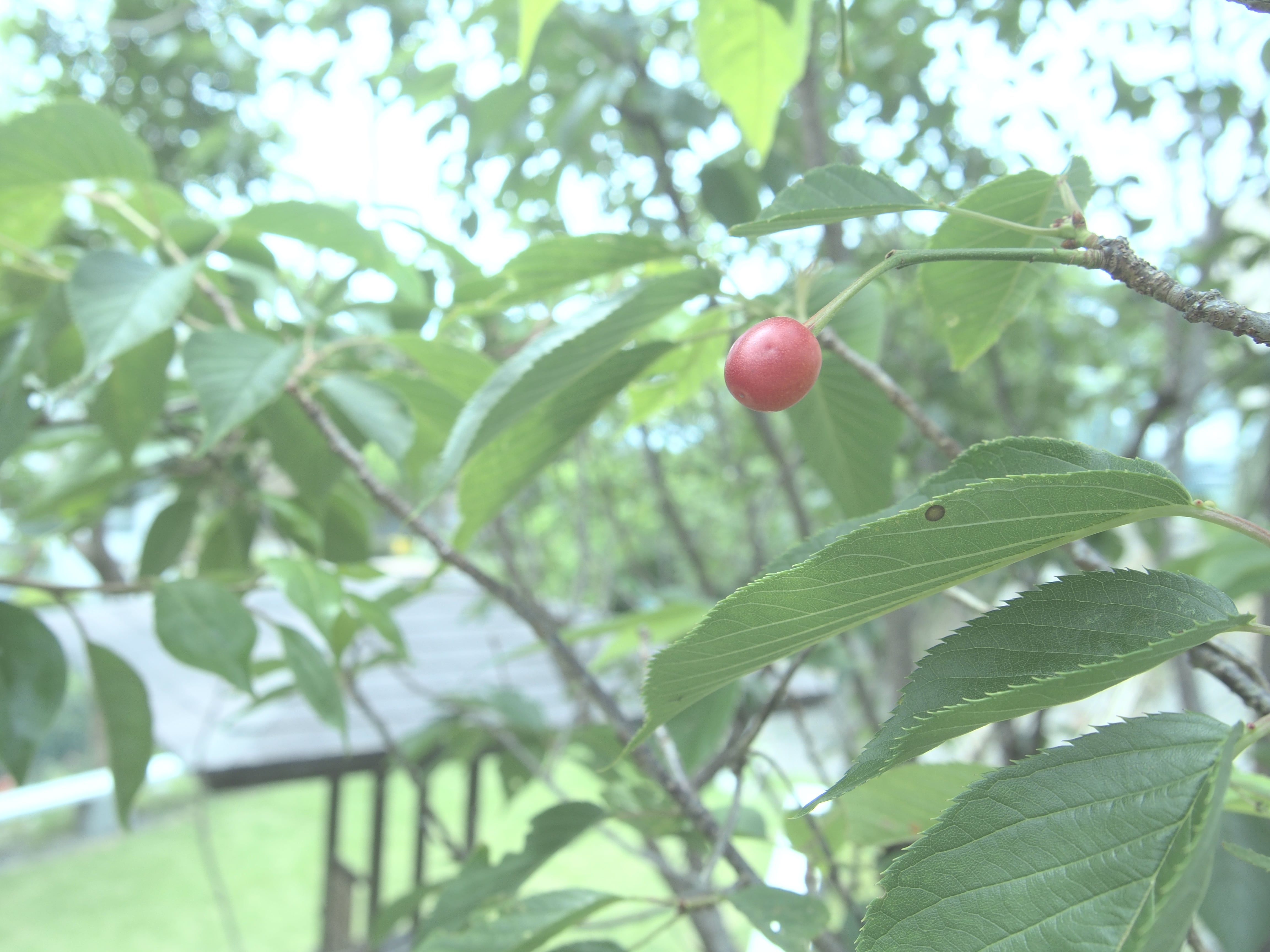 陽光桜の実！