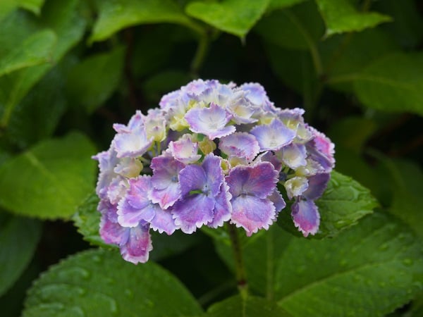 中庭の紫陽花が雨に濡れてキレイです！