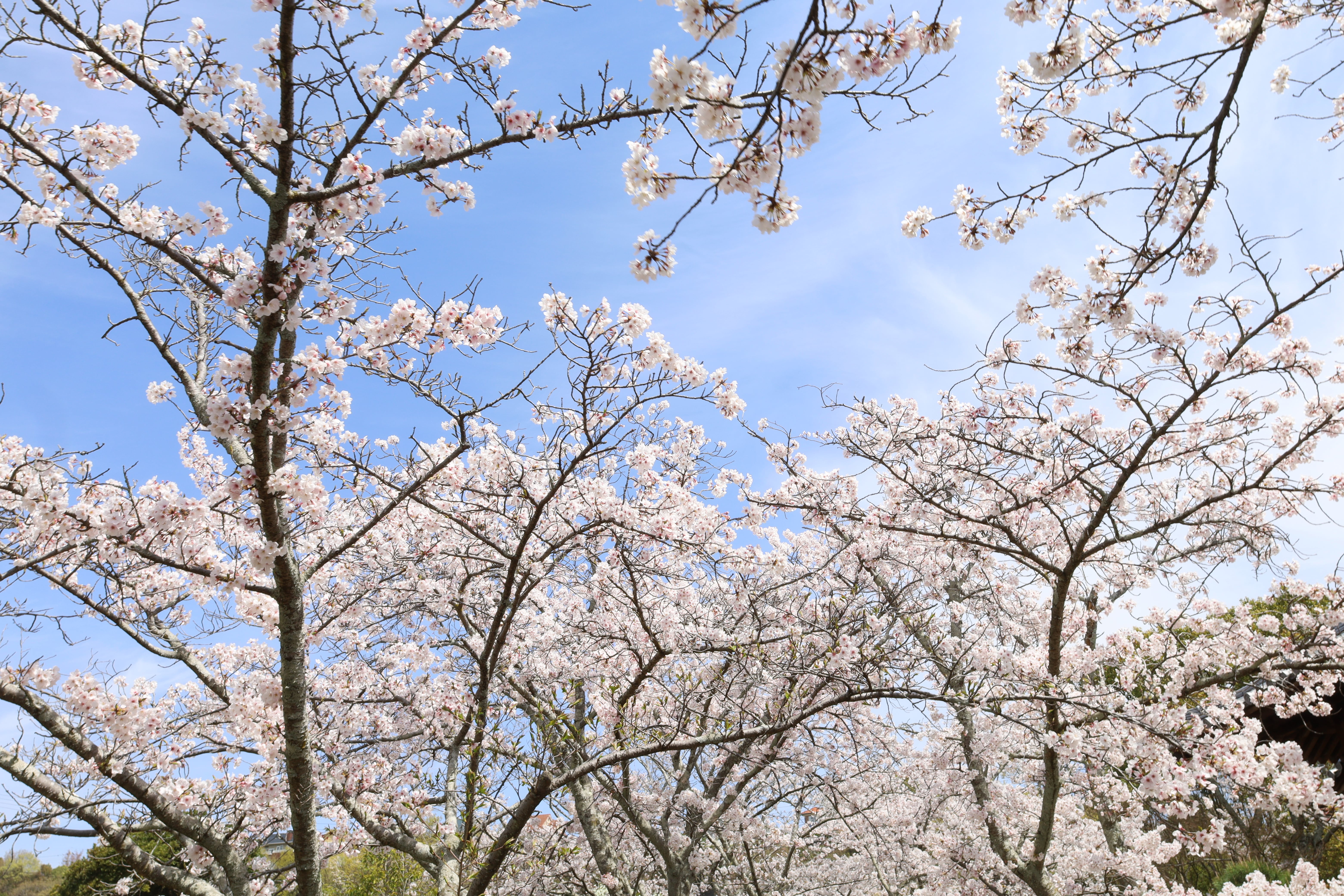 桜②
