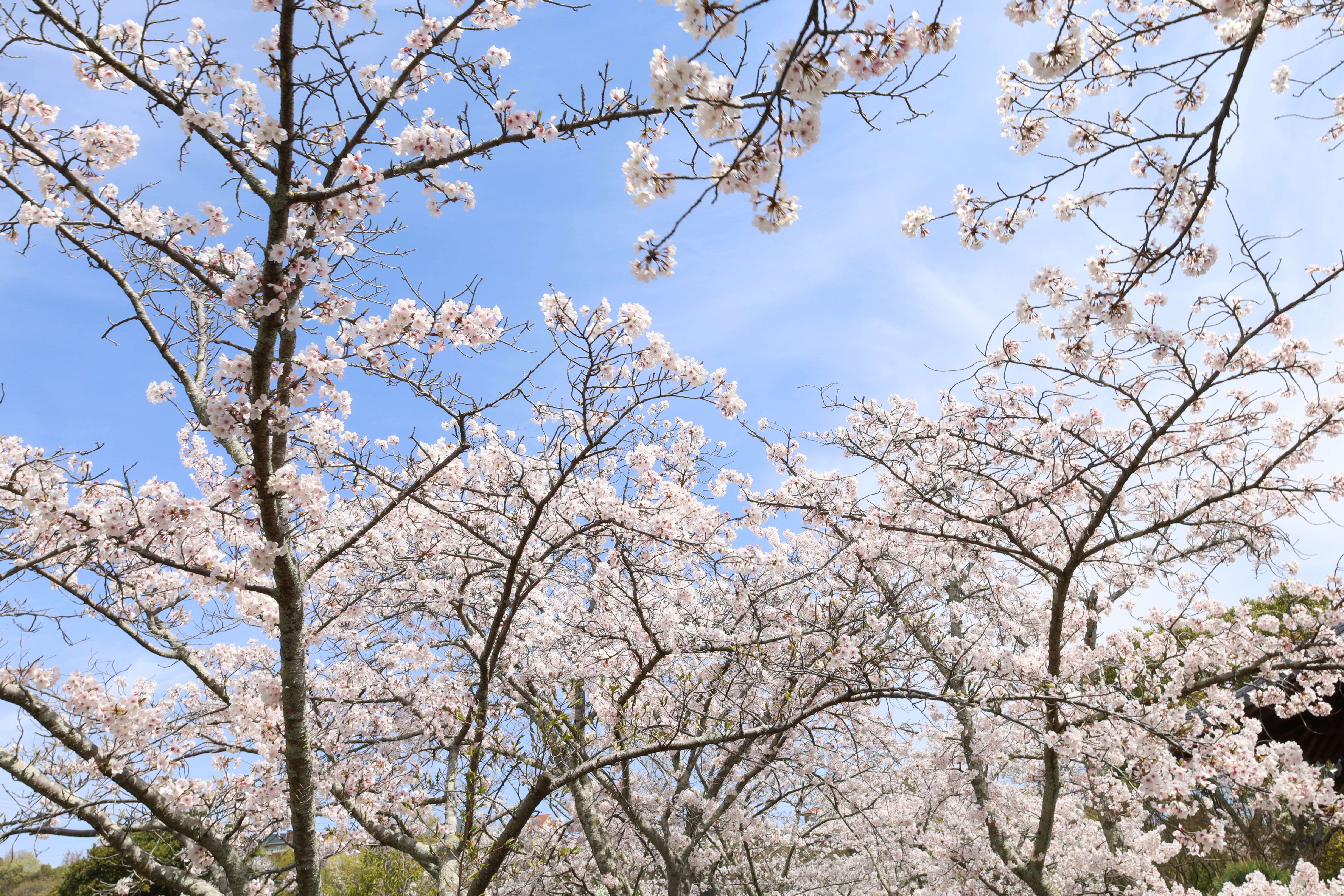 桜②