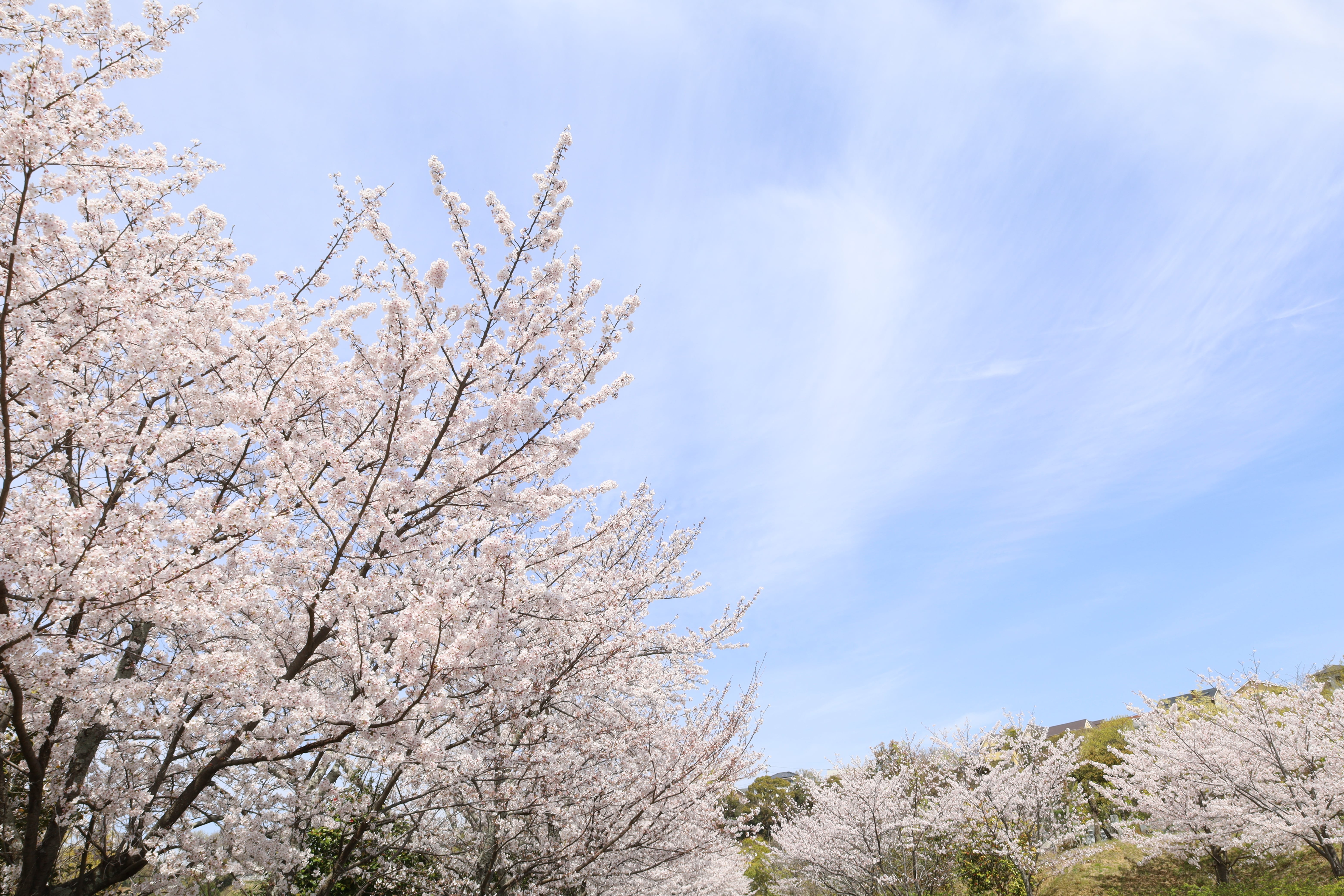 桜①