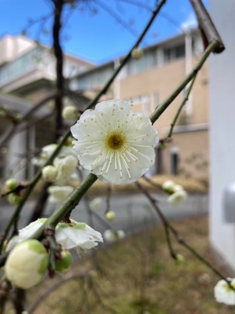 中庭の白梅♪