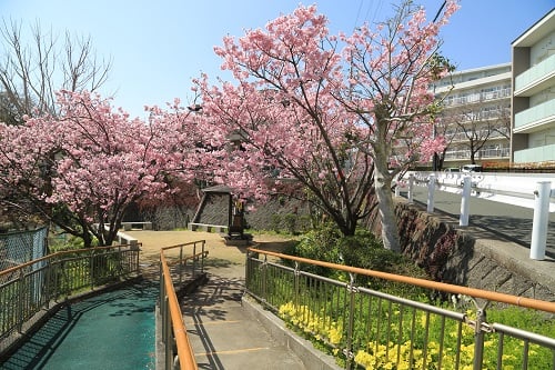 西玄関前三角公園の陽光桜が満開です♬