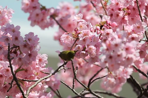 陽光桜パート2♪