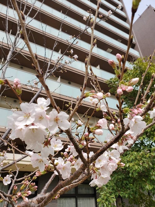 園庭の桜