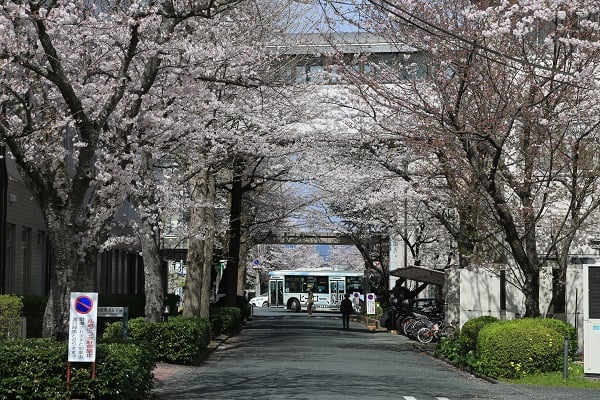 聖隷三方原病院と予防検診センターの桜のトンネル！