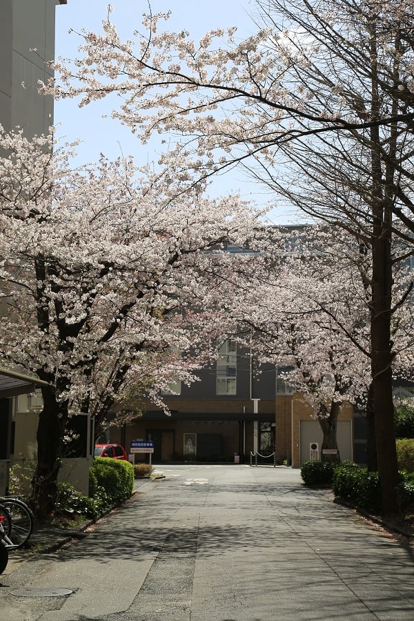 桜のトンネルパート2

