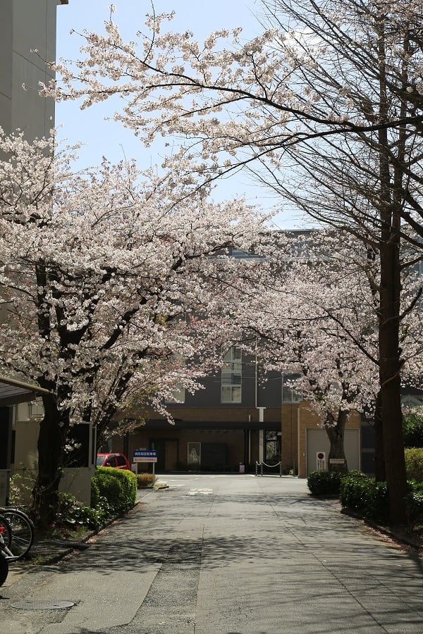 桜のトンネルパート2
