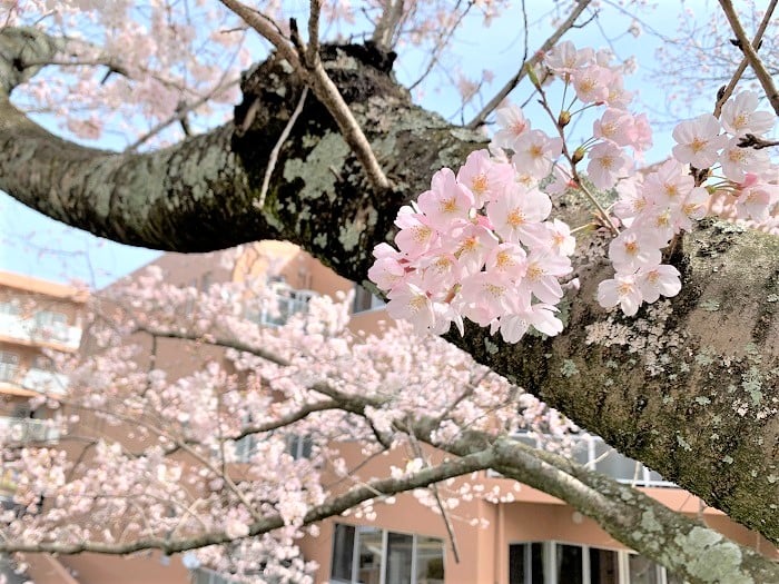 桜