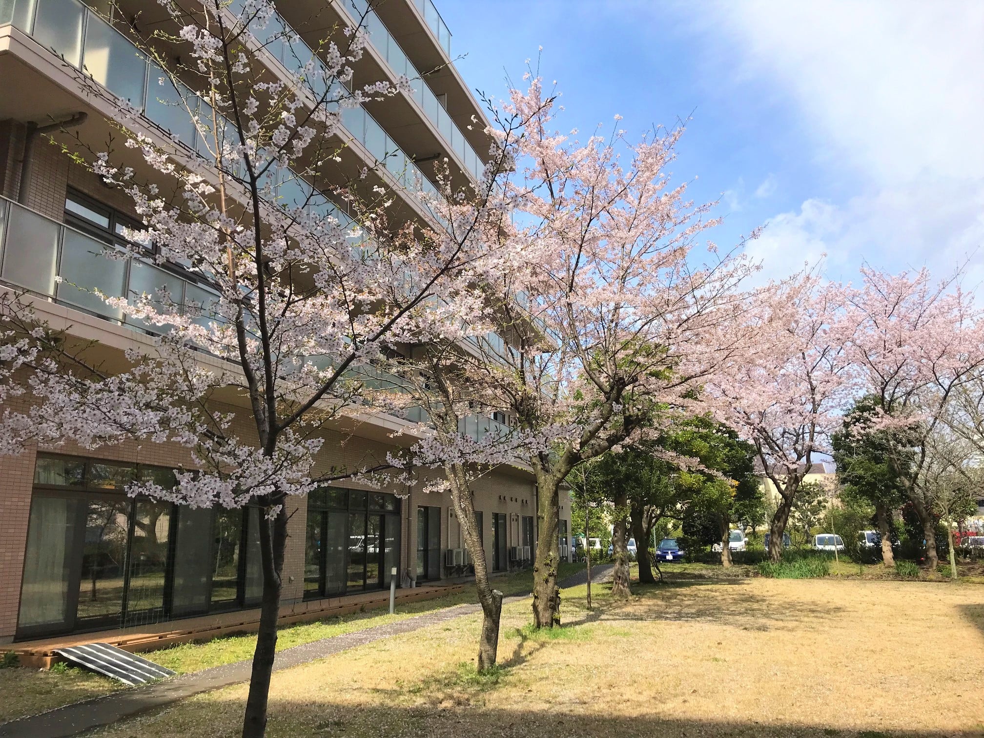 中庭の桜①
