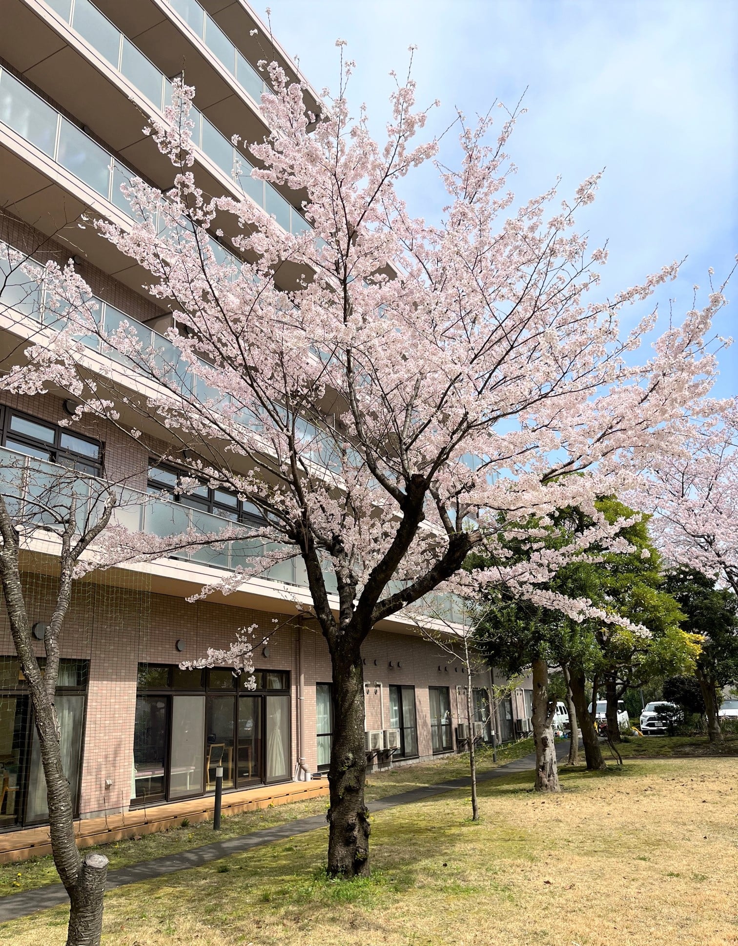 中庭の桜②