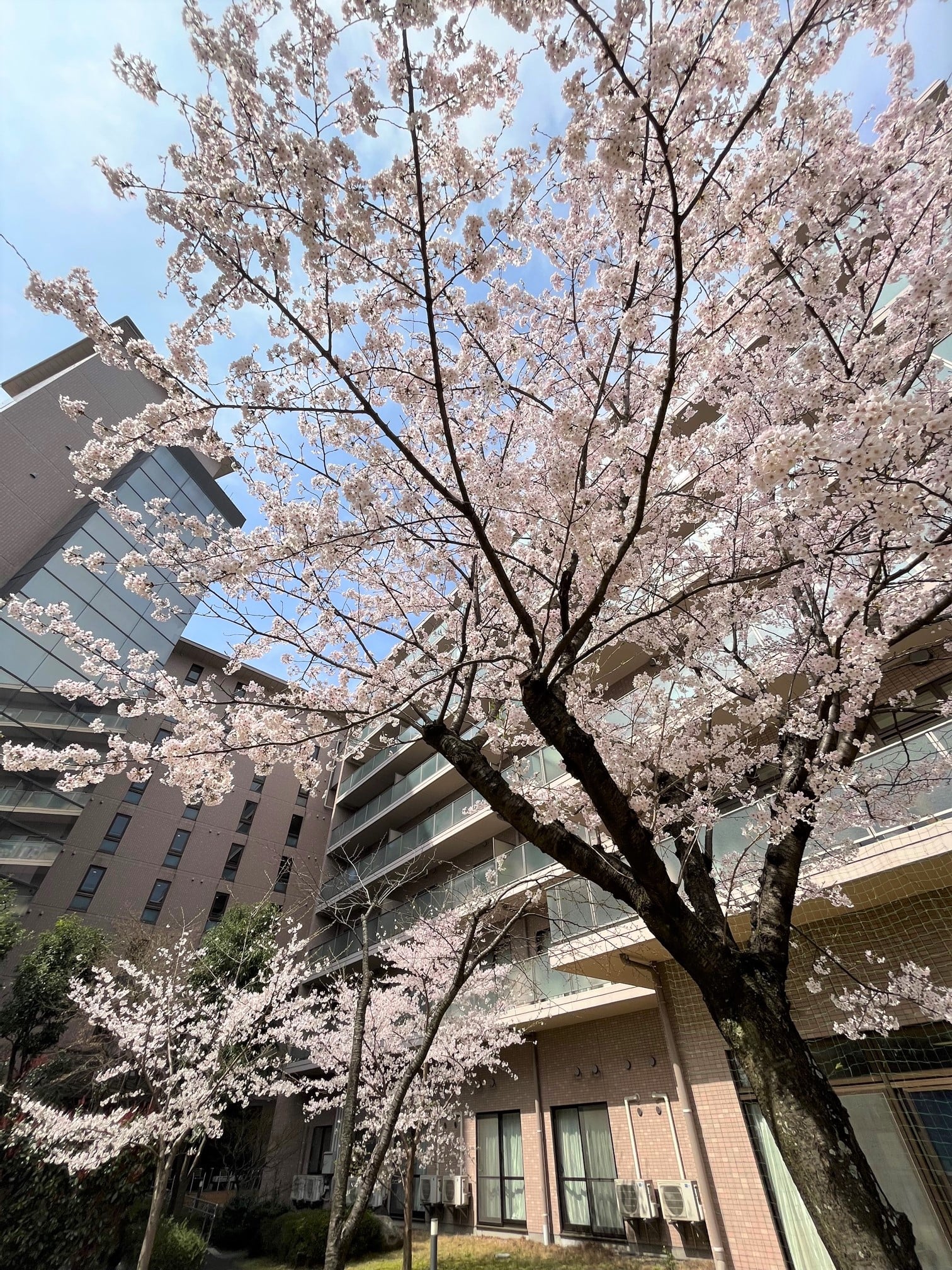 中庭の桜③