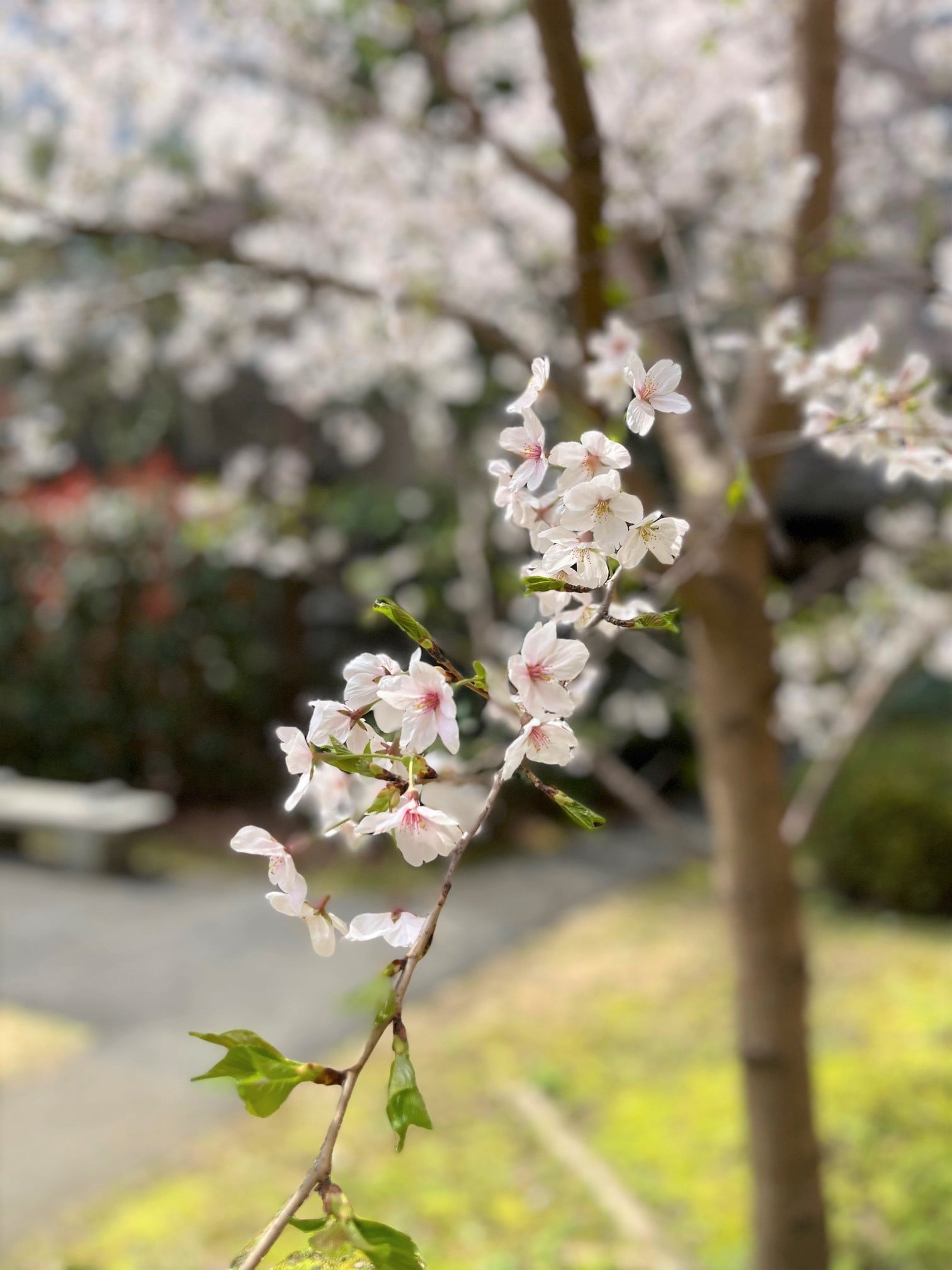 中庭の桜④