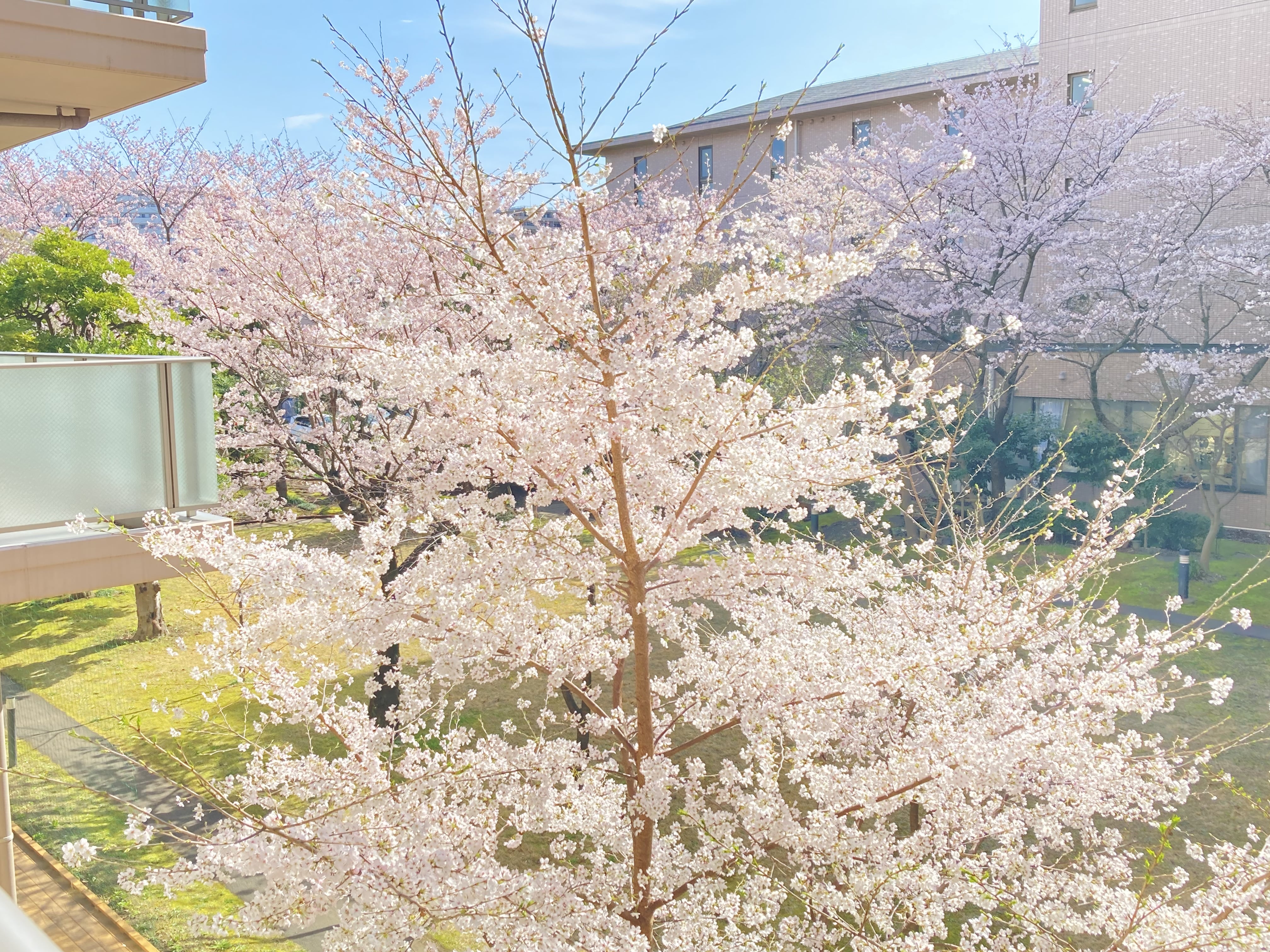 ケアセンター2階から見える桜