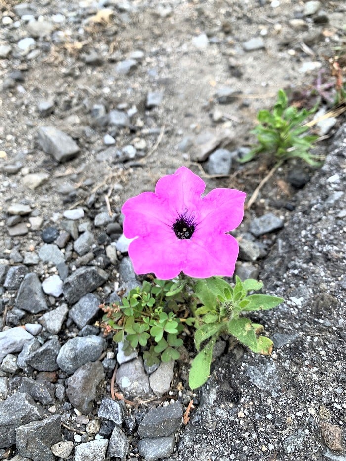 道端に咲く花