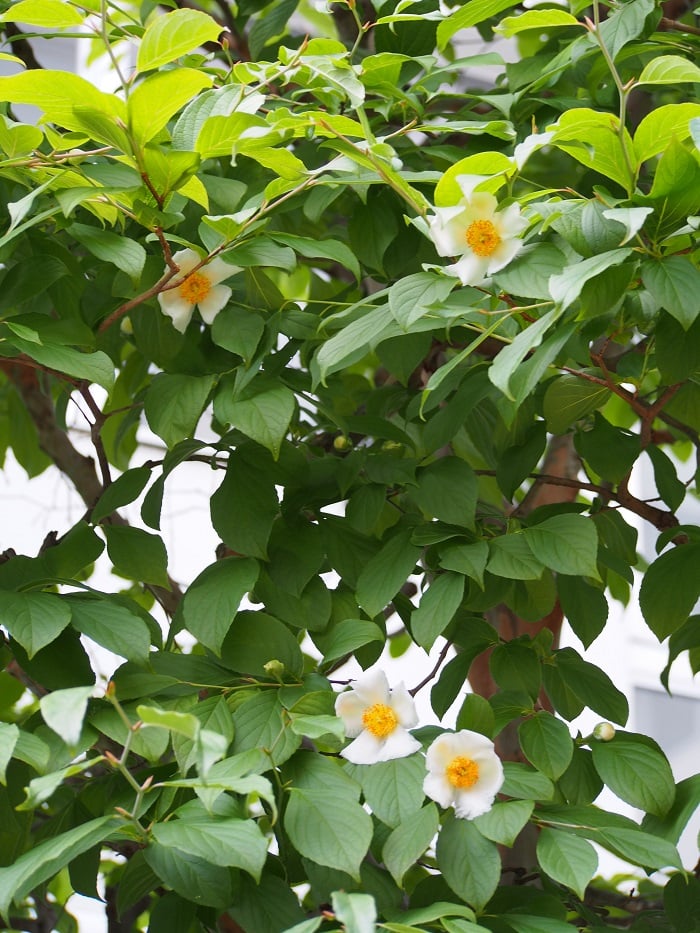 中庭にシャラノキの花が咲いています！