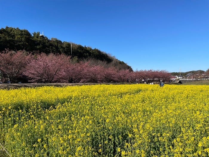 東大山河津桜祭り