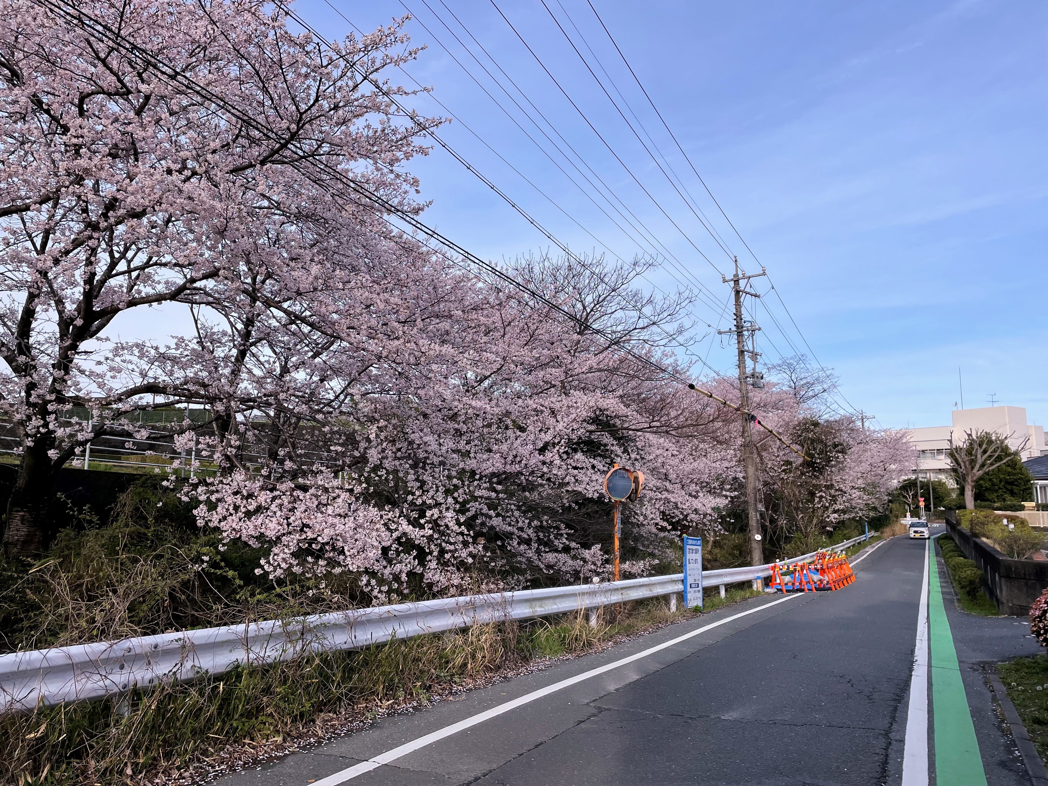 聖隷おおぞら療育センター前の桜♪