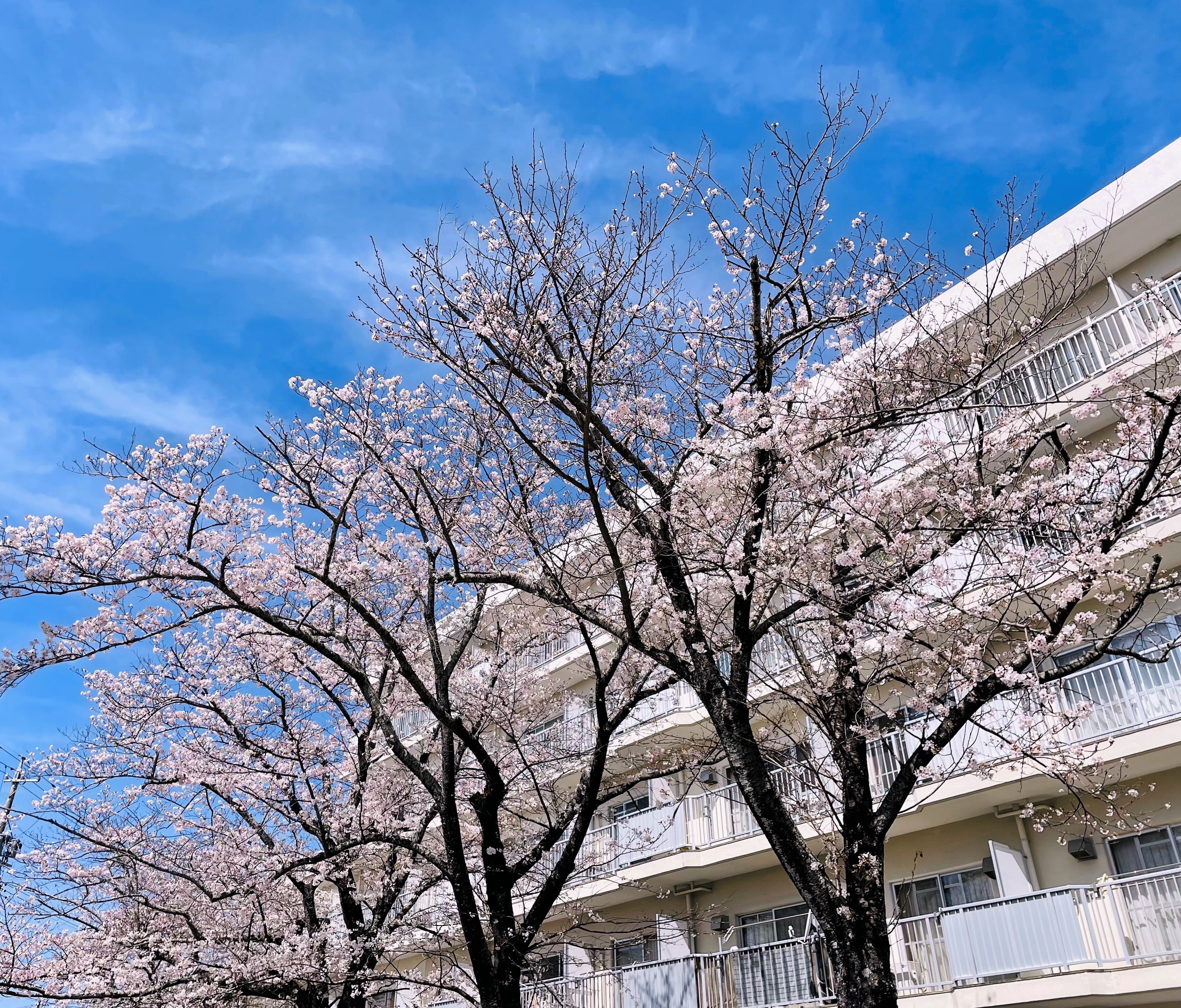 ３号館前の桜♬
