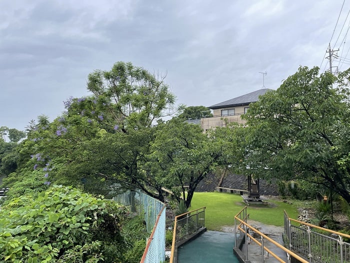 雨の日の「三角公園」と「ジャカランダ」