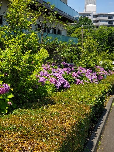 園内の紫陽花①