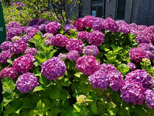 園内の紫陽花②