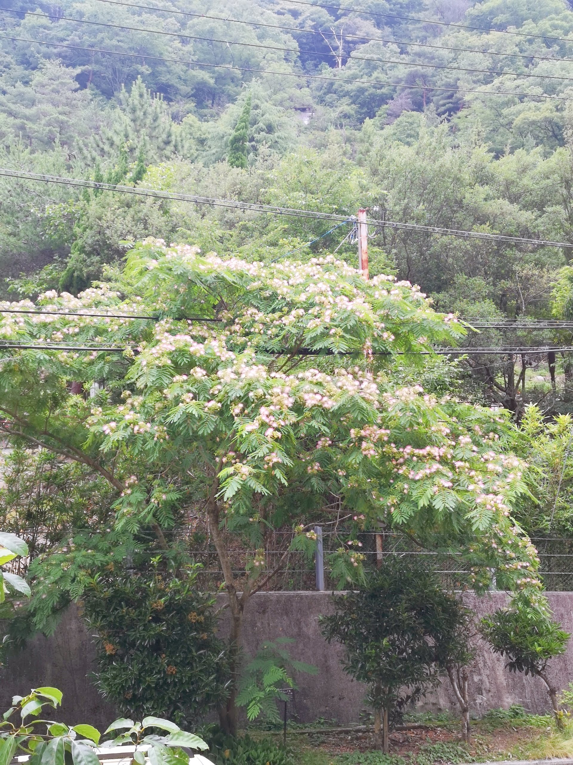 園のまわりのお花～ねむの木～