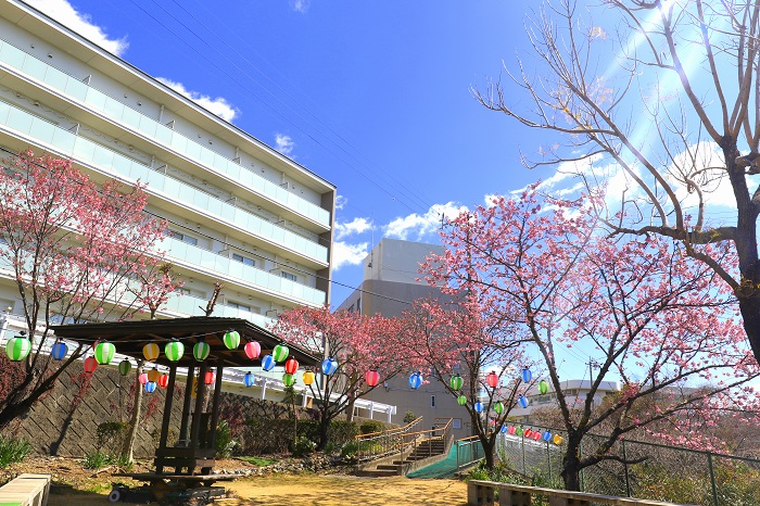 三角公園から見る陽光桜と４号館（増築部）