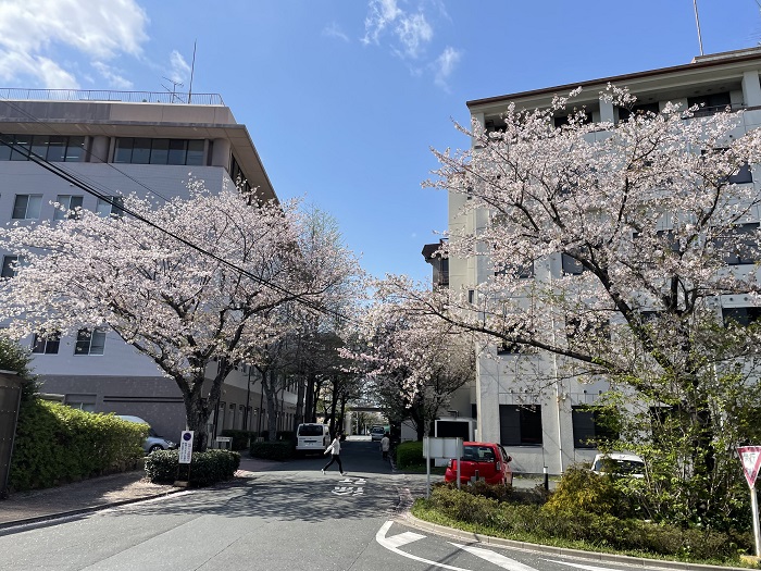 バス停へと続く桜並木